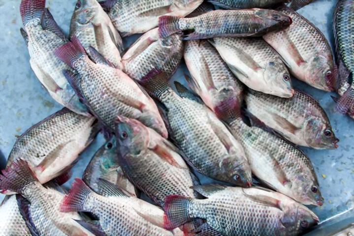 Fish per kg